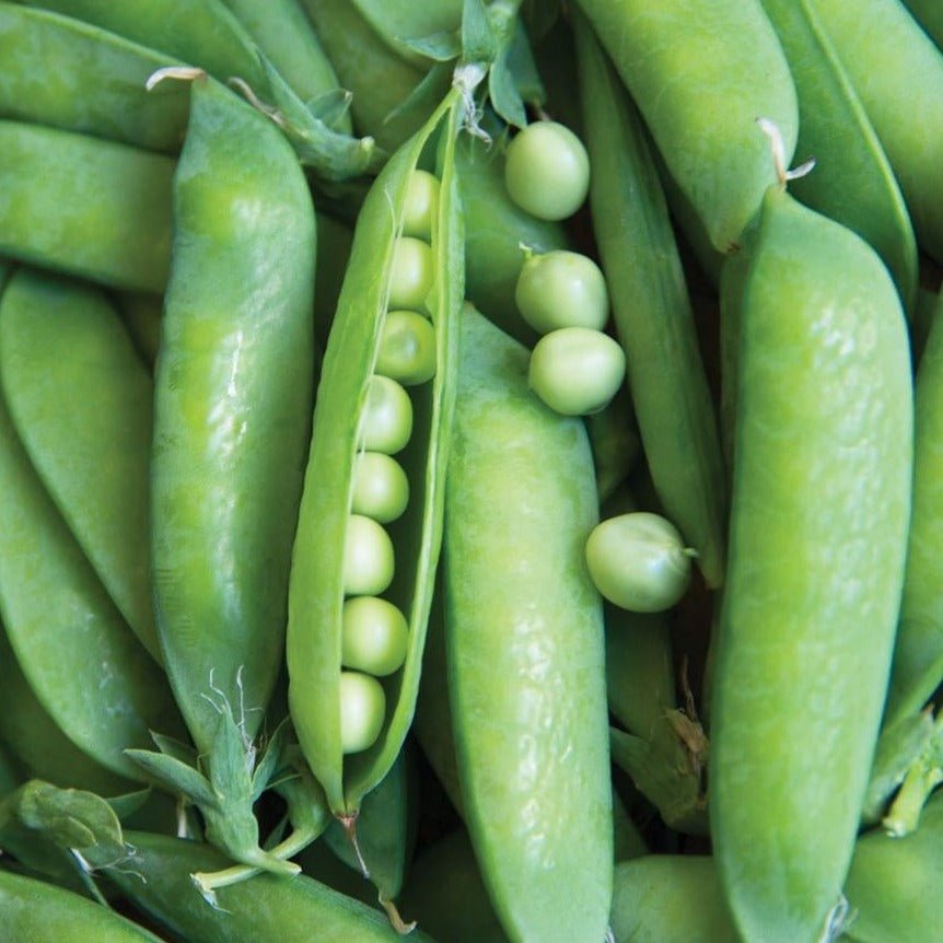 Lincoln Pea - Team Grow