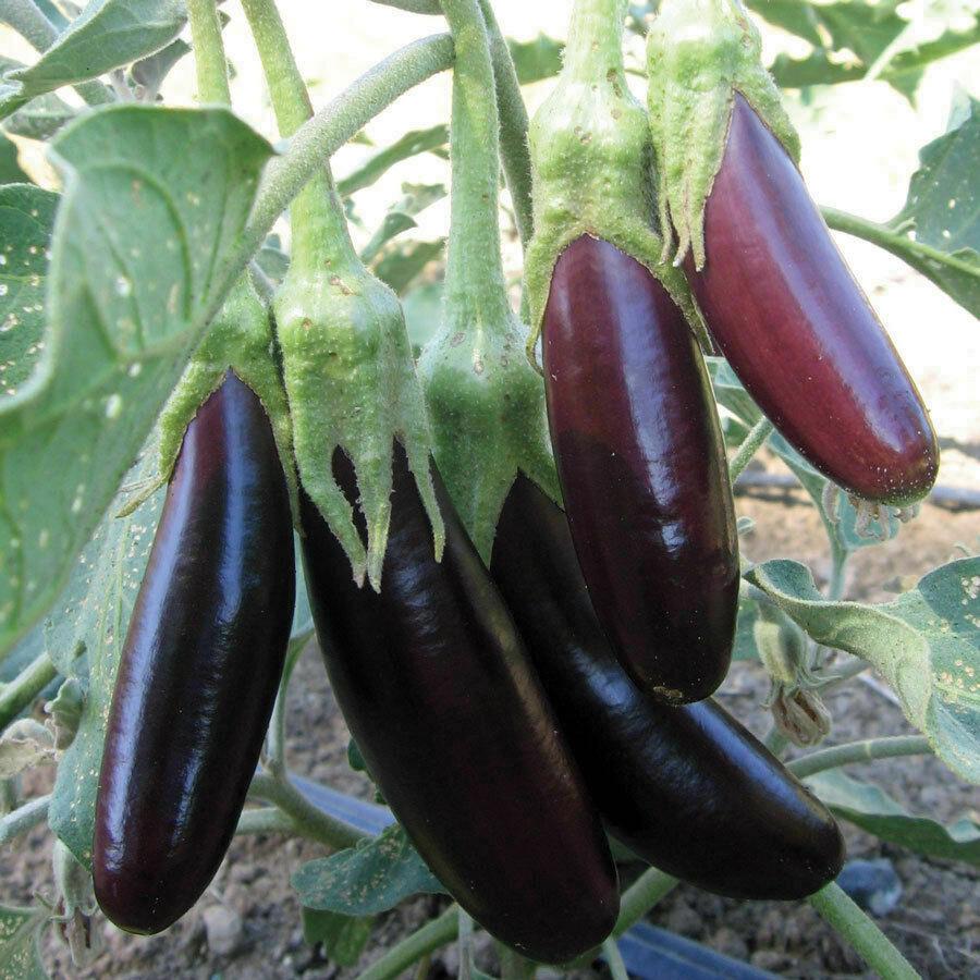Little Fingers Eggplant - Team Grow