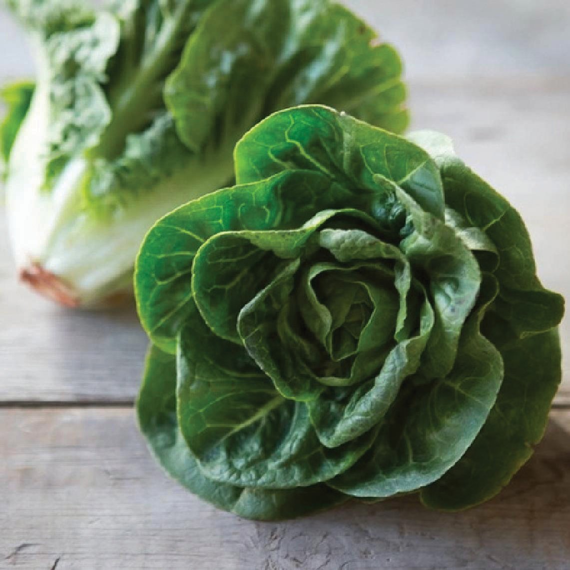 Little Gem Butterhead Lettuce - Team Grow