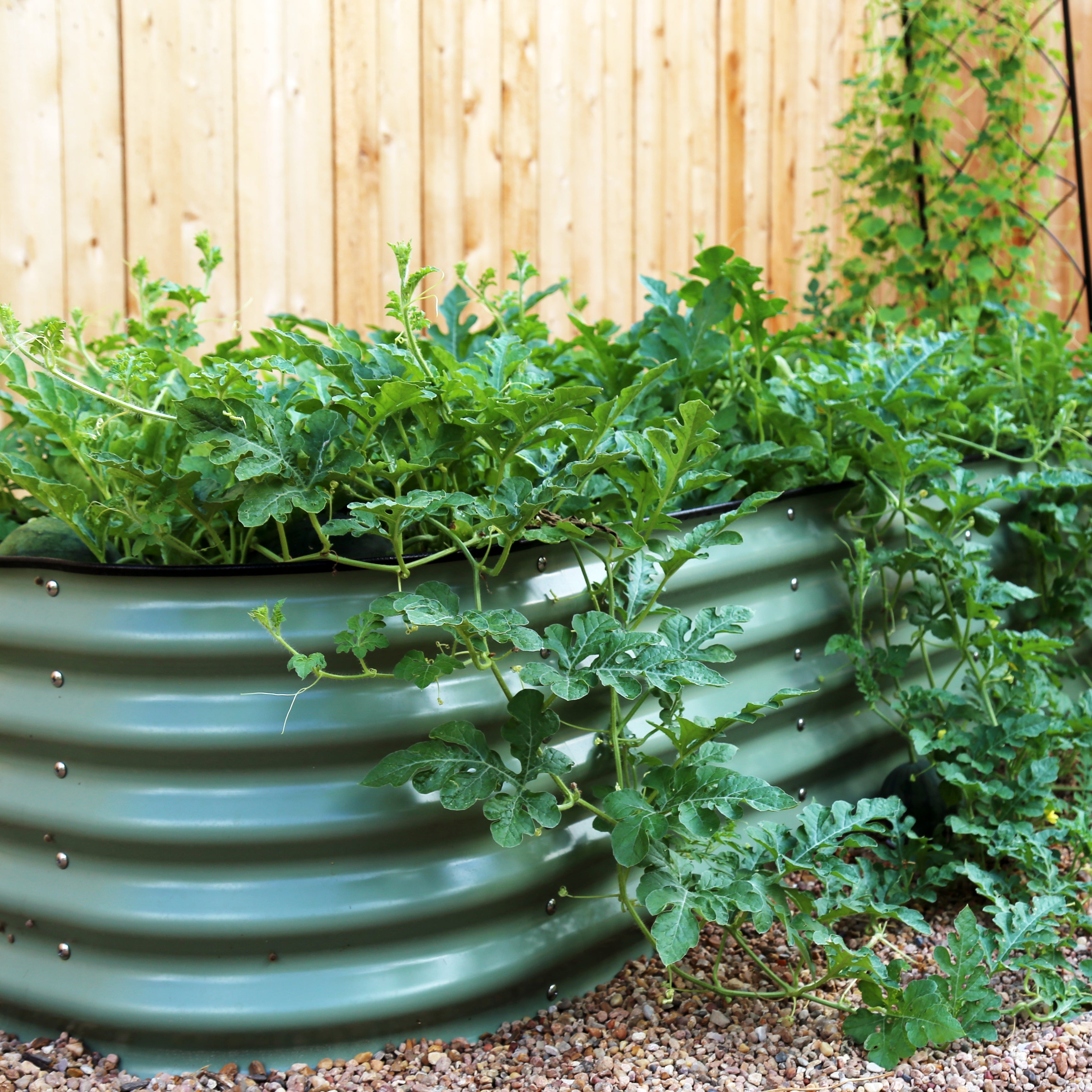 Locally Sourced Organic Worm Castings - Team Grow