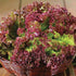 Lolla Rossa Leaf Lettuce - Team Grow