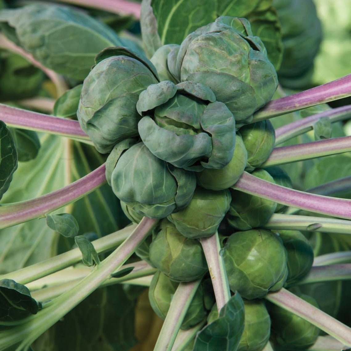 Long Island Brussel Sprout - Team Grow