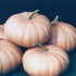 Long Island Cheese Pumpkin - Team Grow