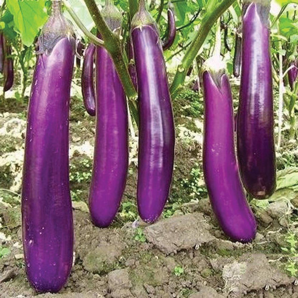 Long Purple Eggplant - Team Grow