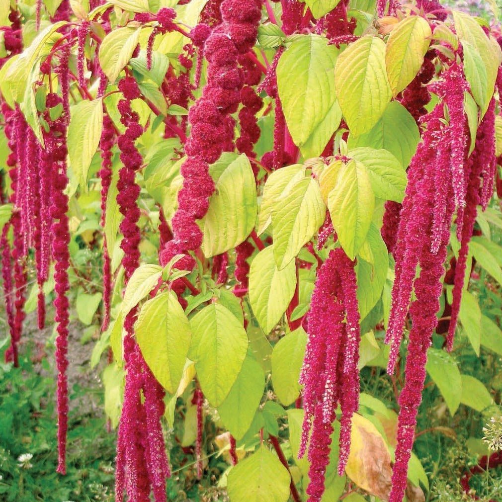 Love Lies Bleeding Amaranth - Team Grow