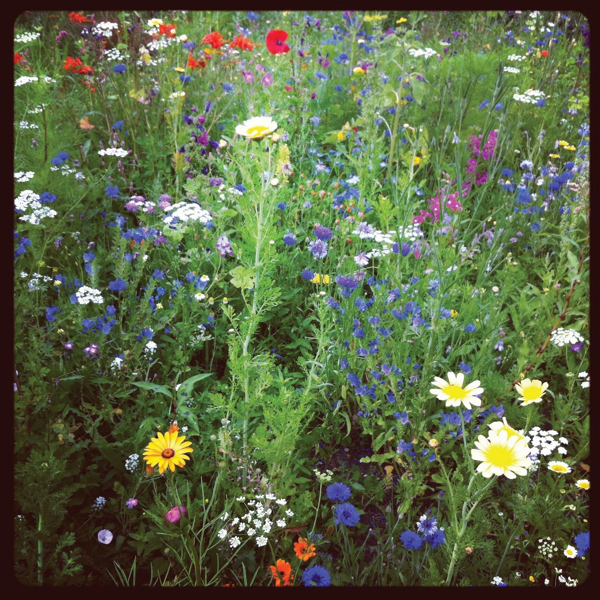 Lowland wildflower mix - Team Grow