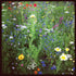 Lowland wildflower mix - Team Grow