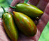 Lucky Tiger Tomato - Team Grow