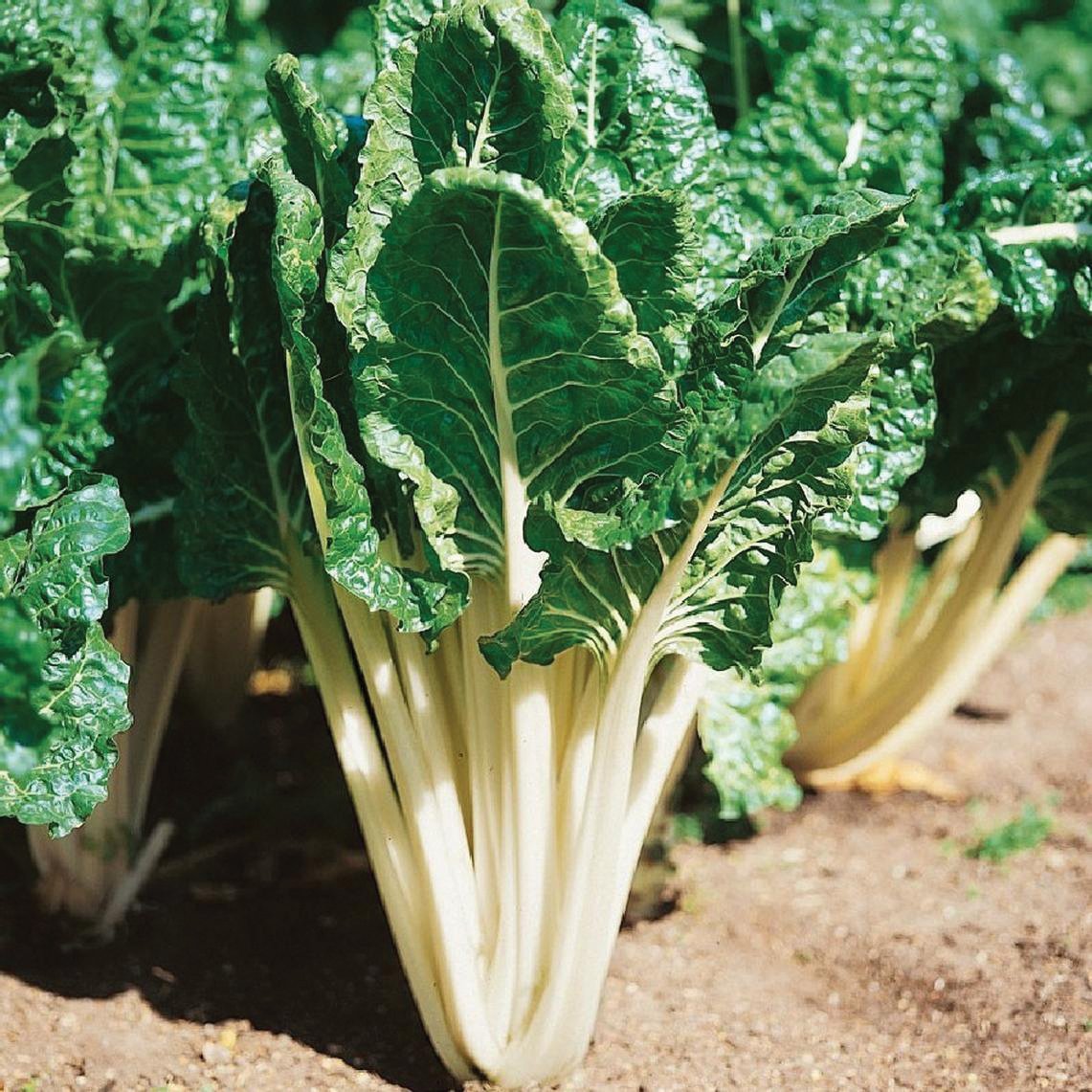 Lucullus Swiss Chard - Team Grow