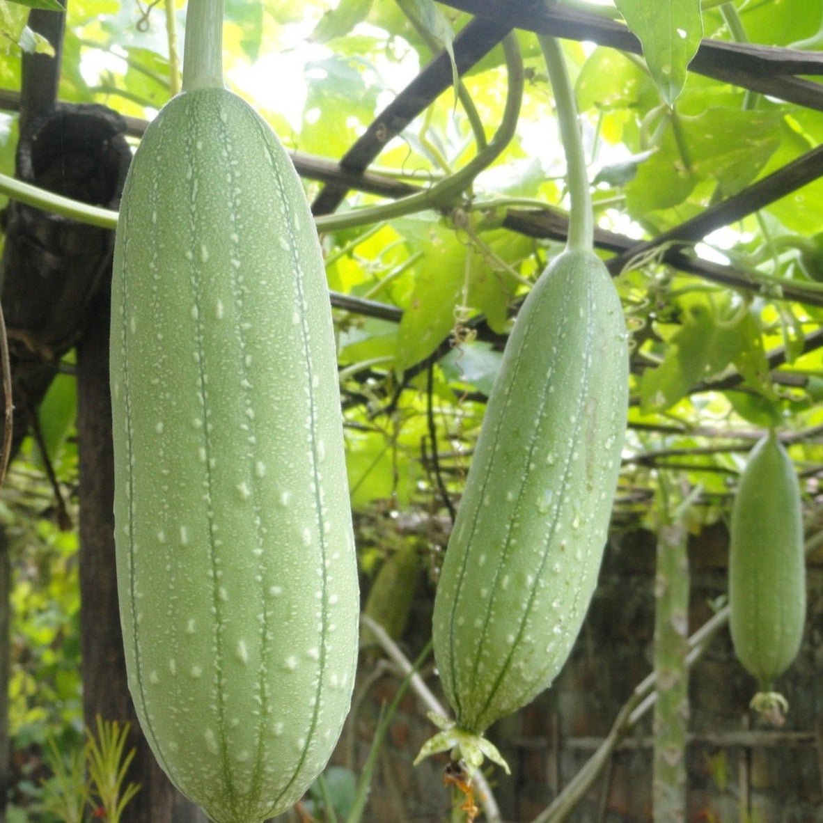 Luffa Gourd - Team Grow