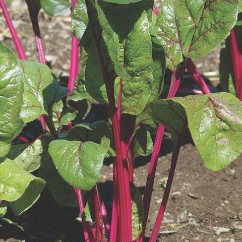 Magenta Sunset Swiss Chard - Team Grow