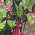 Magenta Sunset Swiss Chard - Team Grow
