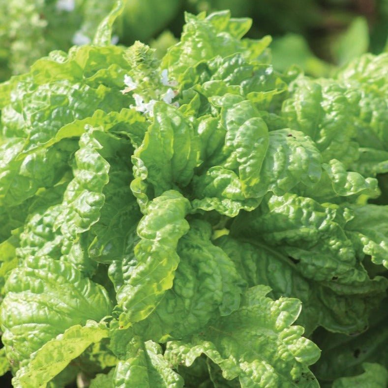 Mammoth Basil - Team Grow