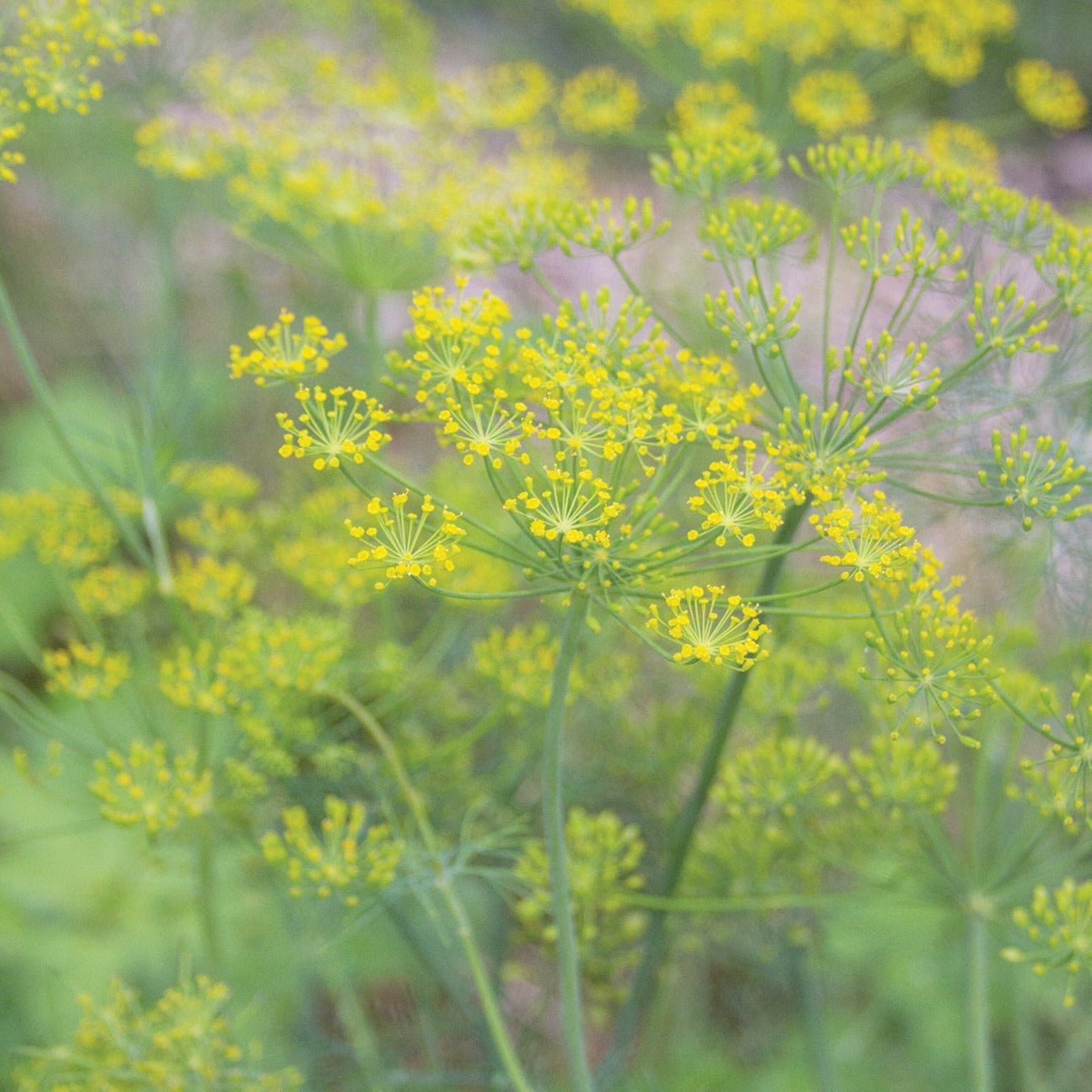 Mammoth Long Island Dill - Team Grow
