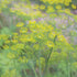 Mammoth Long Island Dill - Team Grow