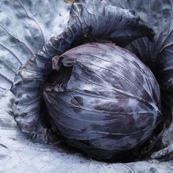 Mammoth Red Rock Cabbage - Team Grow