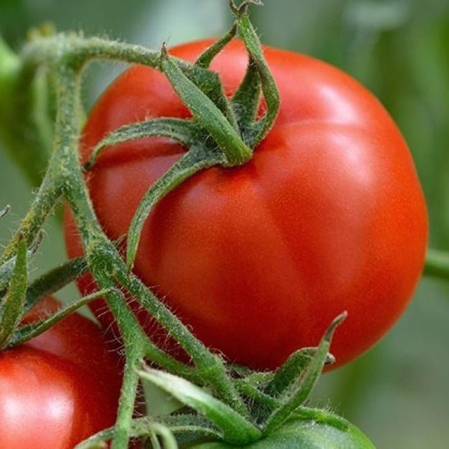 Manitoba Tomato - Team Grow