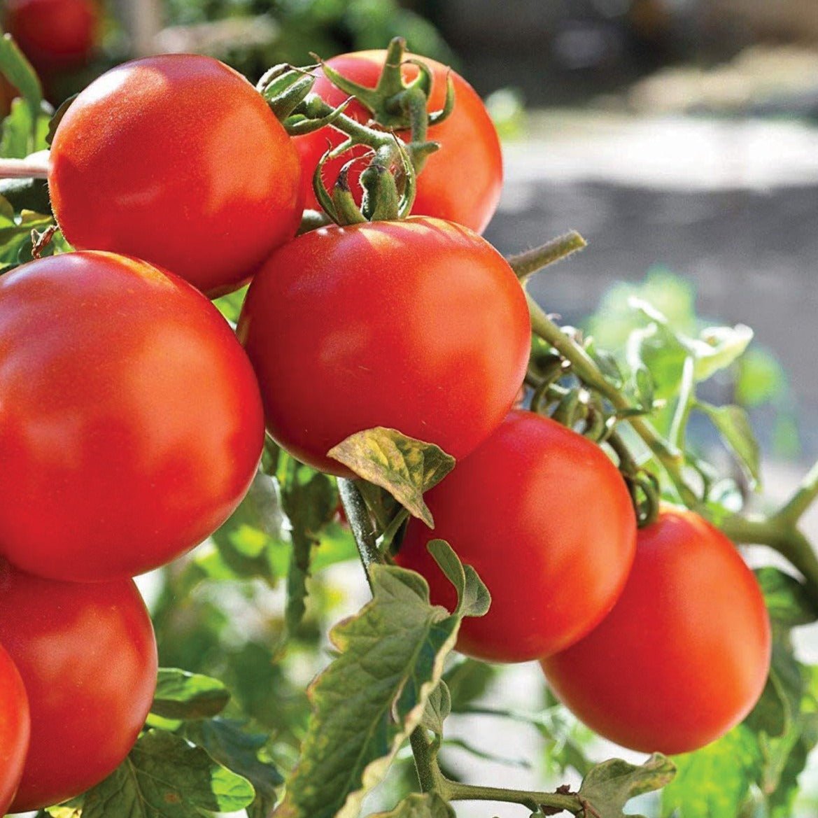 Marglobe Tomato - Team Grow