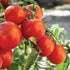 Marglobe Tomato - Team Grow