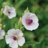 Marshmallow Plant - Team Grow