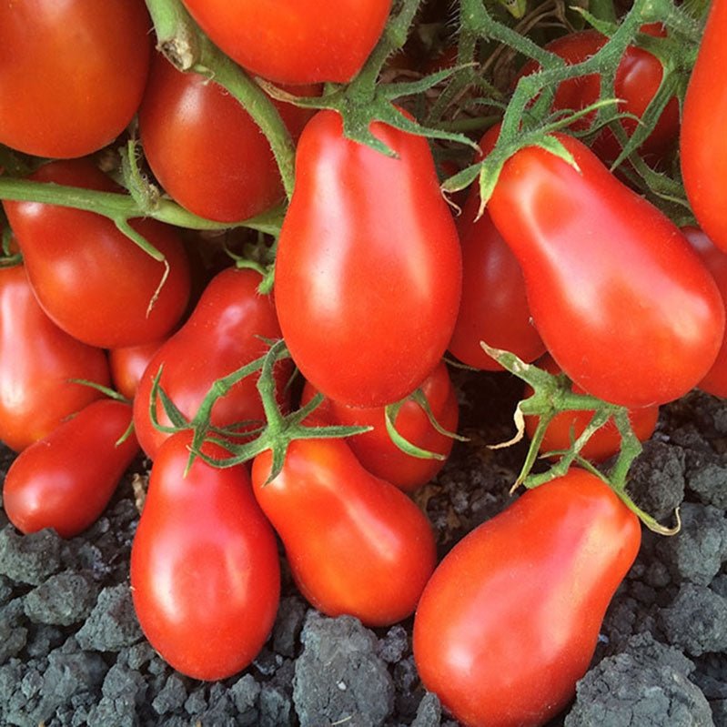 Martino's Roma Tomato - Team Grow