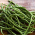 Maxibel Haricot Bean (Bush) - Team Grow