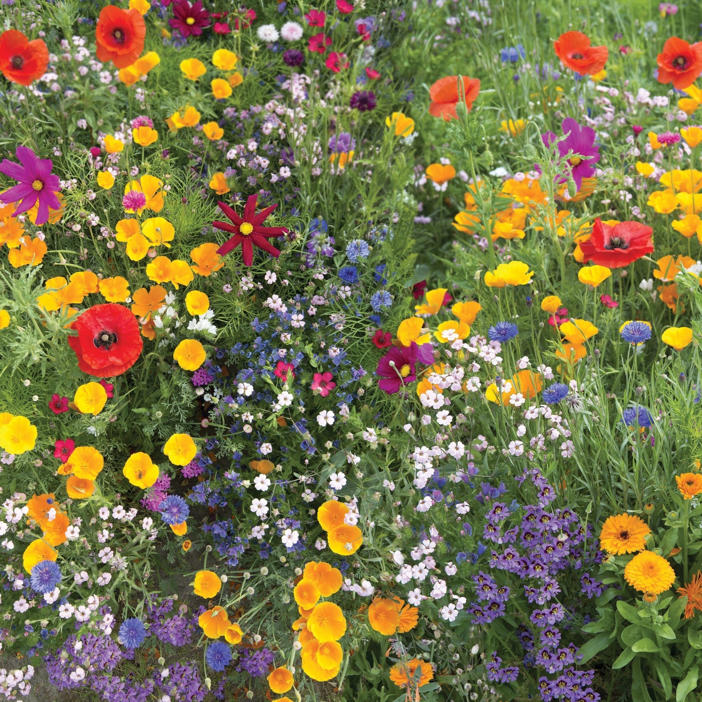 Meadow Wildflower Mix - Team Grow