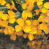 Mexican Mint Marigold - Team Grow