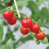 Mexico Midget Tomato - Team Grow
