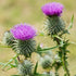 Milk Thistle - Team Grow