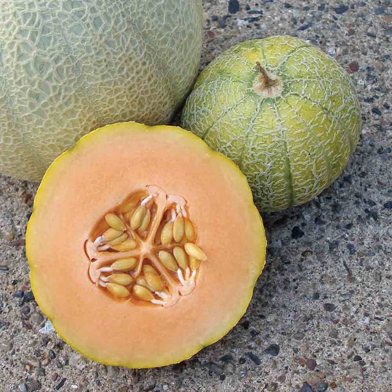 Minnesota Midget Cantaloupe Melon - Team Grow
