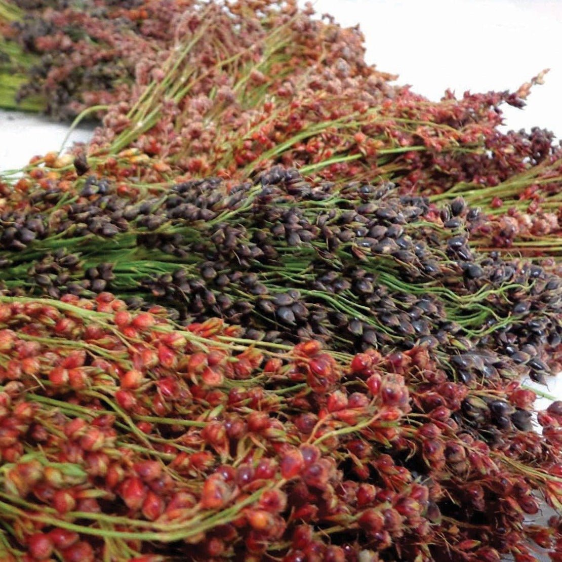 Mixed Colors Sorghum Broomcorn - Team Grow