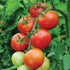 Moneymaker Tomato - Team Grow