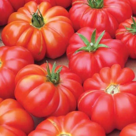 Mortgage Lifter Tomato - Team Grow