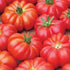 Mortgage Lifter Tomato - Team Grow