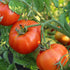Mountain Princess Tomato - Team Grow