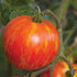 Mr. Stripey Tomato - Team Grow