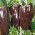 Mulato Isleno Pepper - Team Grow