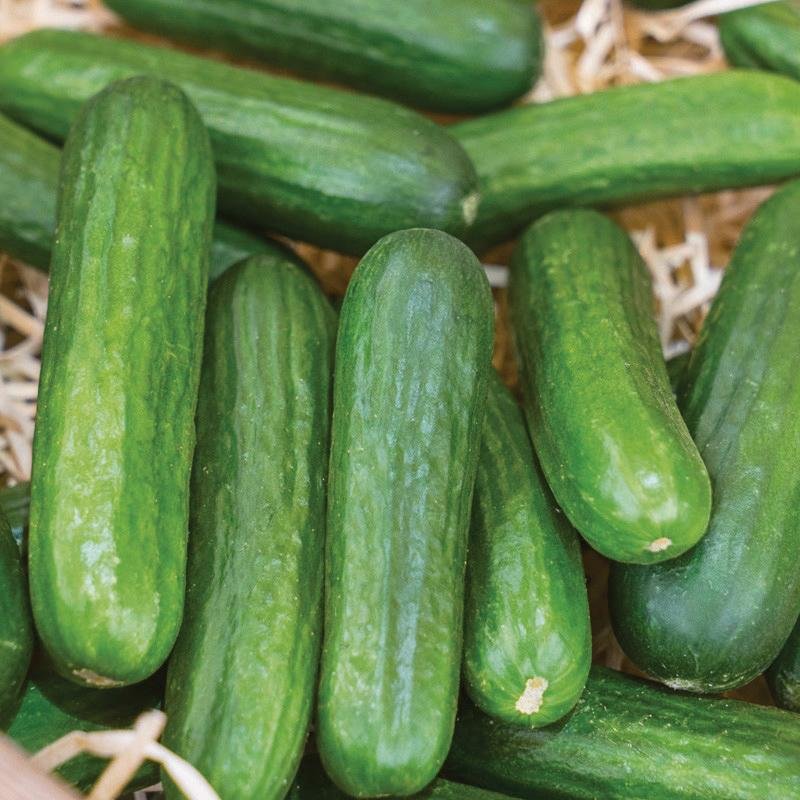 Muncher Cucumber - Team Grow