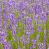 Munstead Lavender - Team Grow