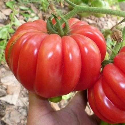Mushroom Basket Tomato - Team Grow