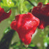 Mushroom Red Pepper - Team Grow