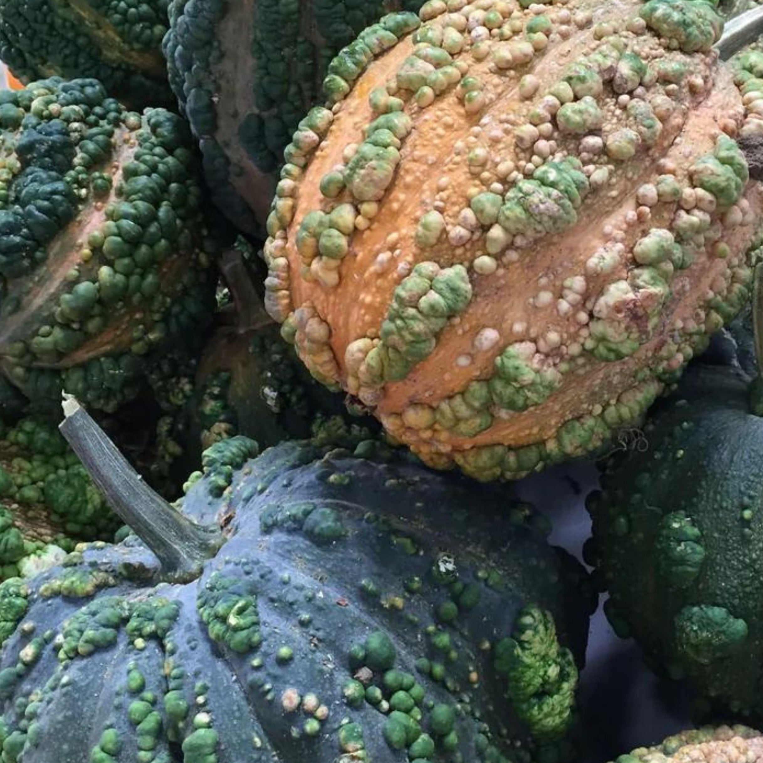 Musquee De Maroc Squash - Team Grow