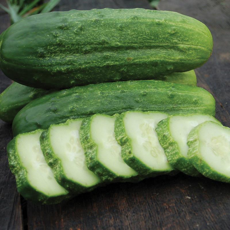National Pickling Cucumber - Team Grow