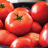 New Yorker Tomato - Team Grow