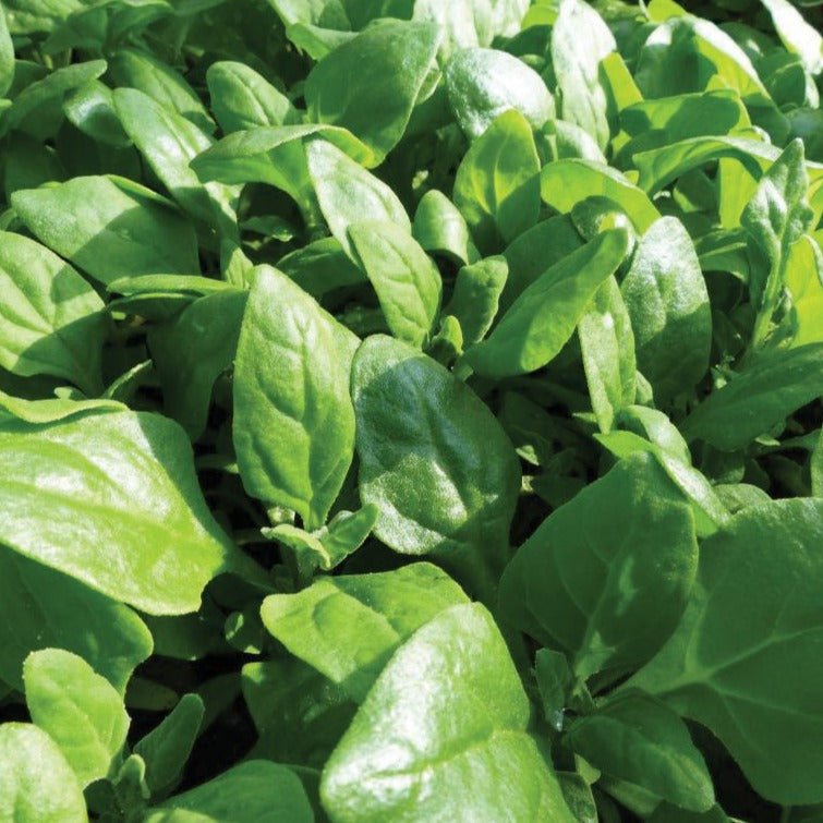 New Zealand Spinach - Team Grow