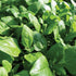 New Zealand Spinach - Team Grow