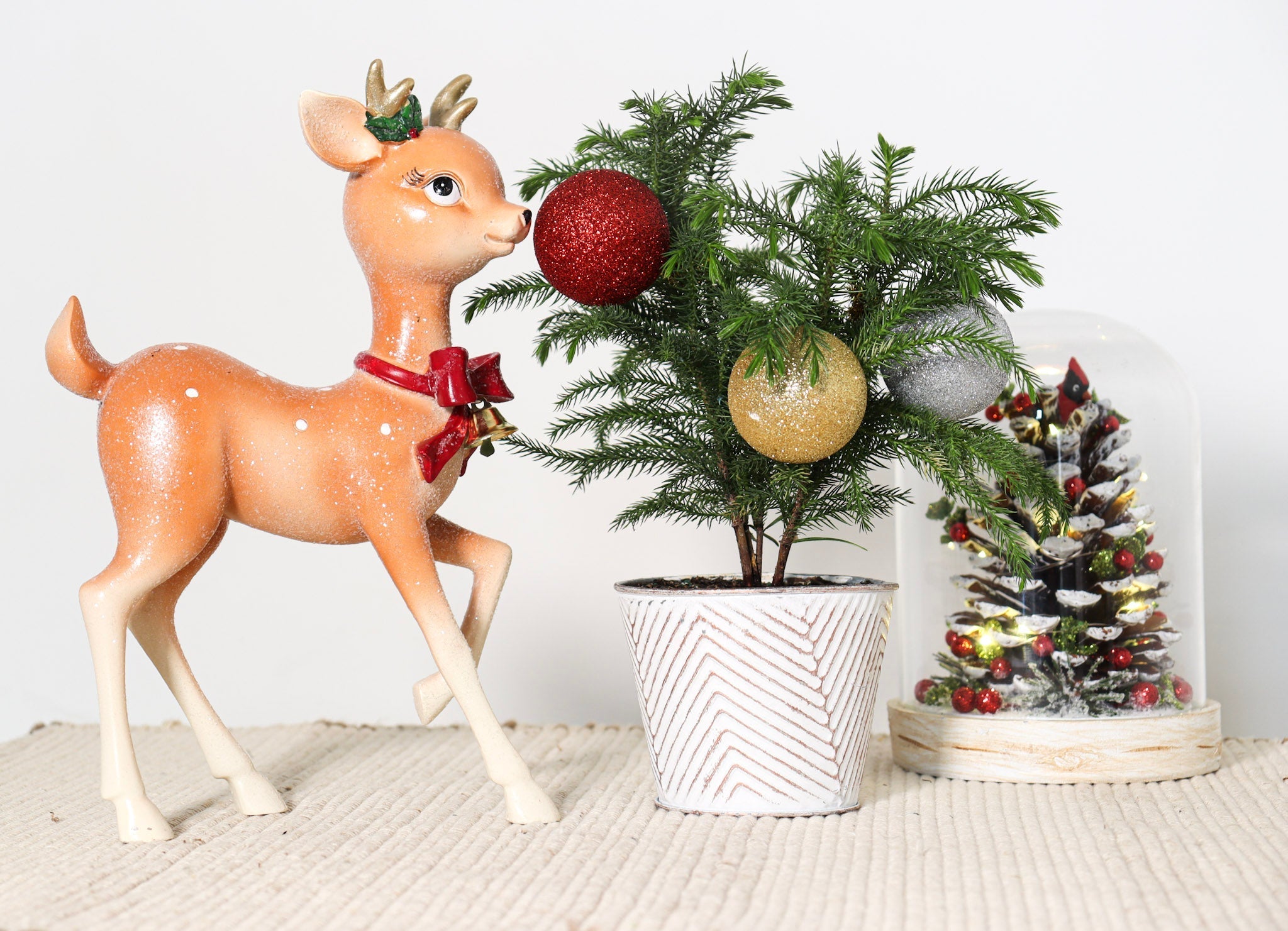 Norfolk Pine Christmas Bundles - Team Grow