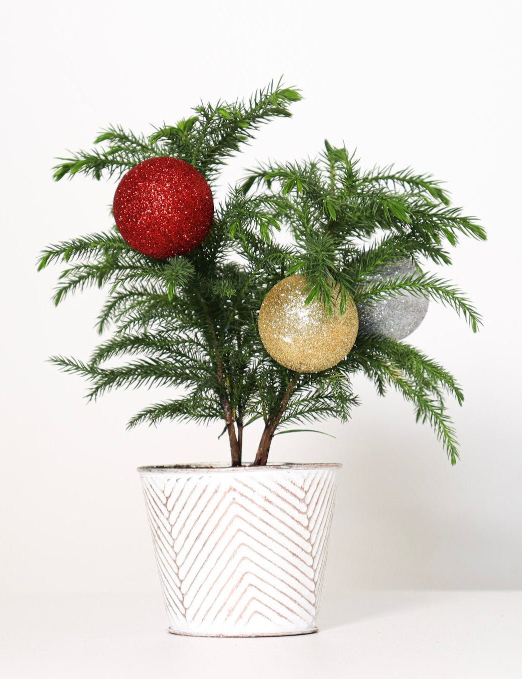 Norfolk Pine Christmas Bundles - Team Grow