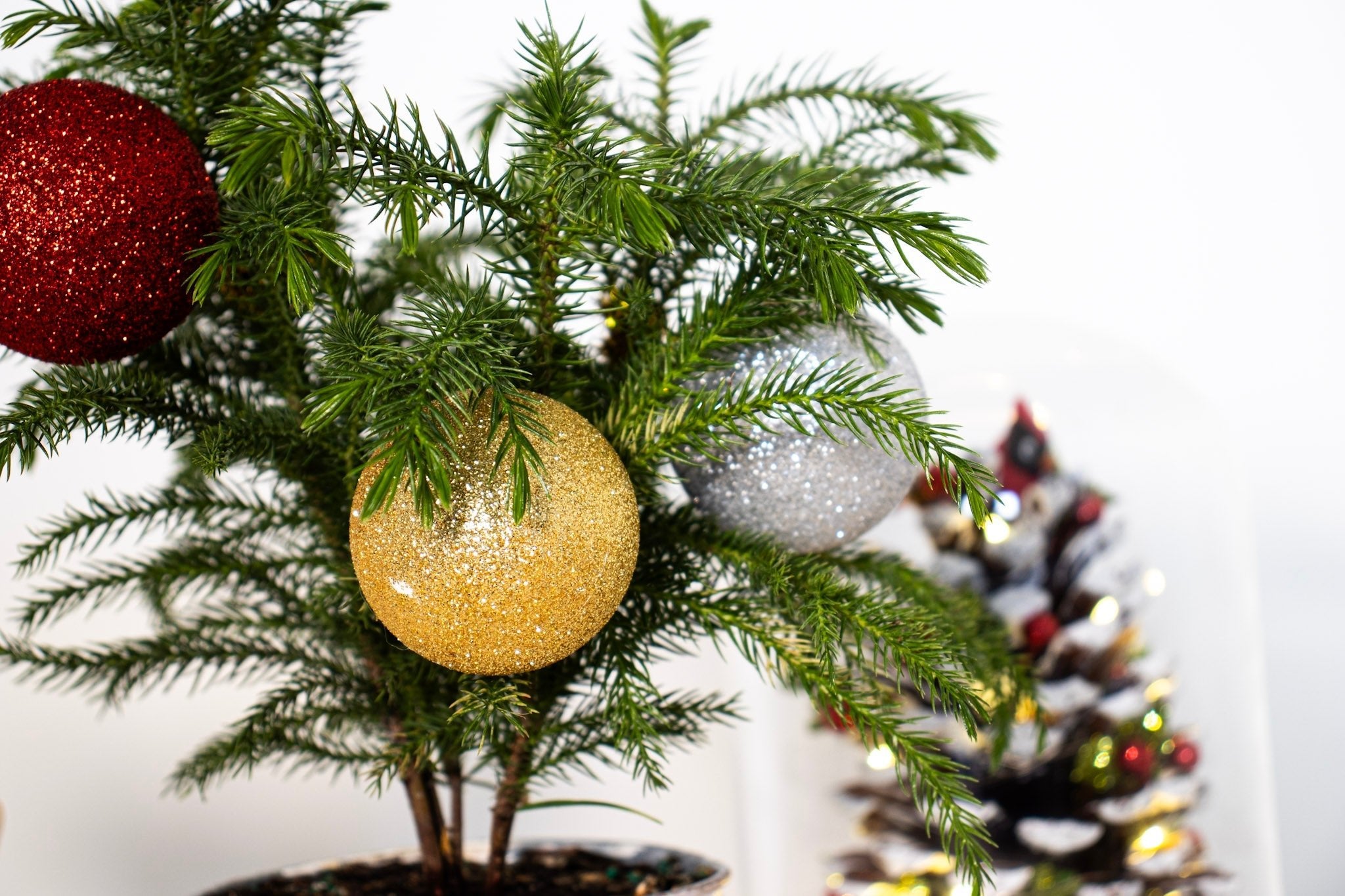 Norfolk Pine Christmas Bundles - Team Grow